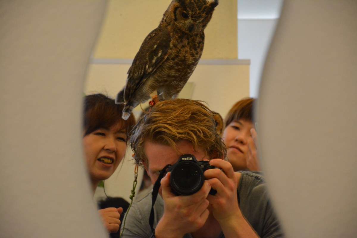 Yes, that’s an owl